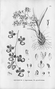 plate 88 Gomesa viperina (as syn. Oncidium viperinum), Gomesa praetexta (as syn. Oncidium praetextum)