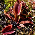 Thumbnail for Dionaea muscipula 'Bohemian Garnet'