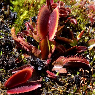 <i>Dionaea muscipula</i> Bohemian Garnet Cultivar of carnivorous plant