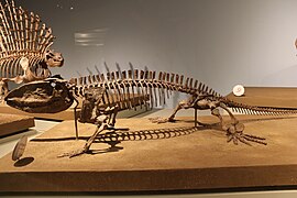 Реконструированный скелет O. mirus в Филдовском музее естественной истории (Чикаго)