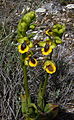 Ophrys lutea Spain - Catalonia