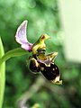 Ophrys scolopax France - Dordogne