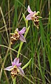 Ophrys scolopax subsp. heldreichii Greek - Crete