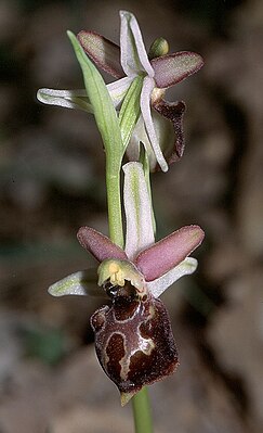 Tyrrhenian ragwort (Ophrys tyrrhena)