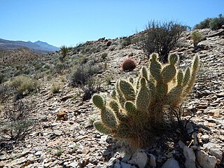 <i>Opuntia diploursina</i> Species of cactus