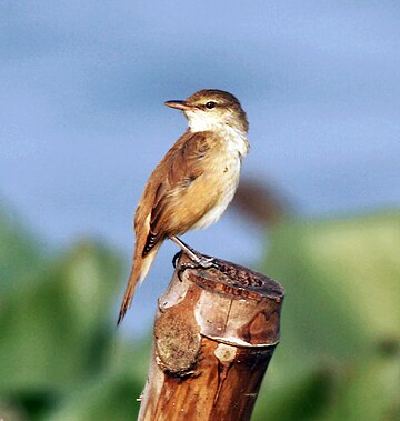 Oriental reed warbler