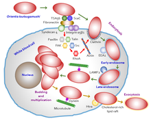 Mechanism of cell invasion by O. tsutsugamushi. Orientia cell invasion.png