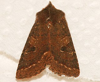 <i>Orthosia praeses</i> Species of moth