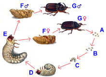 Oryctes nasicornis life cycle.png