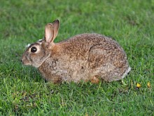 European rabbit Oryctolagus cuniculus 1a.JPG