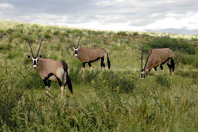 File:Oryx gazella in the Kgalagadi Transfrontier Park 001.jpg