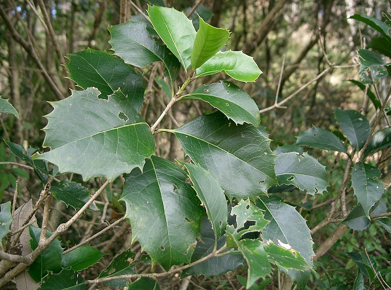 File:Osmanthus x fortunei2.jpg