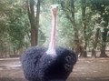 Ostrich at Kano zoo.jpg