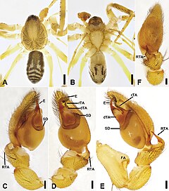 Description de l'image Otacilia gougunao (10.3897-zookeys.979.56273) Figure 4.jpg.