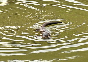 Otter swimming in the River Torridge near Beam, 2011 Otter in the Torridge.jpg