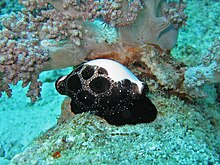 Cowrie - Wikipedia