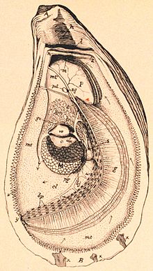 Drawing of oyster anatomy Oyster anatomy.jpg