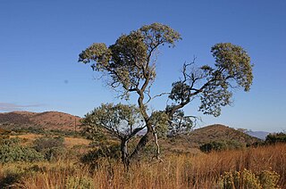 <i>Ozoroa paniculosa</i> Species of tree