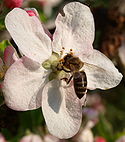 Pčela (cvijet jabuke).jpg