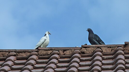 Pigeons in Upper Swabia