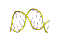 an unknown DNA