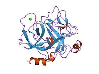 <span class="mw-page-title-main">Endopeptidase</span> Class of enzymes