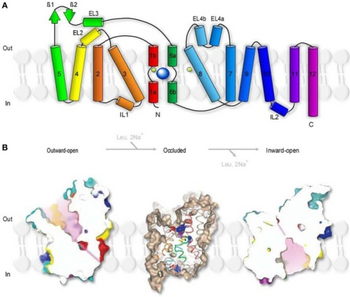 Secondary structure and surface representation of LeuTAa. Topology of Aquifex aeolicus LeuTAa. The transporter is composed of 12 trans-membrane regions with cytoplasmic N- and C-terminal domains. TM1 and TM6 are oriented antiparallel to one another and have breaks in their helical structure approximately halfway across the membrane bilayer. The transporter has two extracellular b-strands (green arrows), four extracellular and two intracellular helices PMC4060055 fncel-08-00161-g0002.png