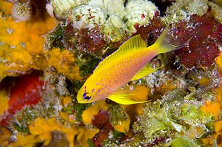 <i>Pseudanthias hawaiiensis</i> Species of fish