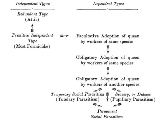 PSM V71 D564 Relationships and social dependence of ants.png