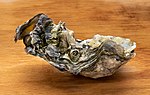 Thumbnail for File:Pacific oyster from Brofjorden on a chopping board in Tuntorp.jpg