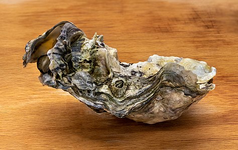 Pacific oyster from Brofjorden on a chopping board in Tuntorp