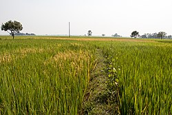Rýžová pole poblíž Chinnamasta