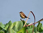 Paddyfield Warbler (Acrocephalus agricola) in Kolkata Im IMG 0496.jpg