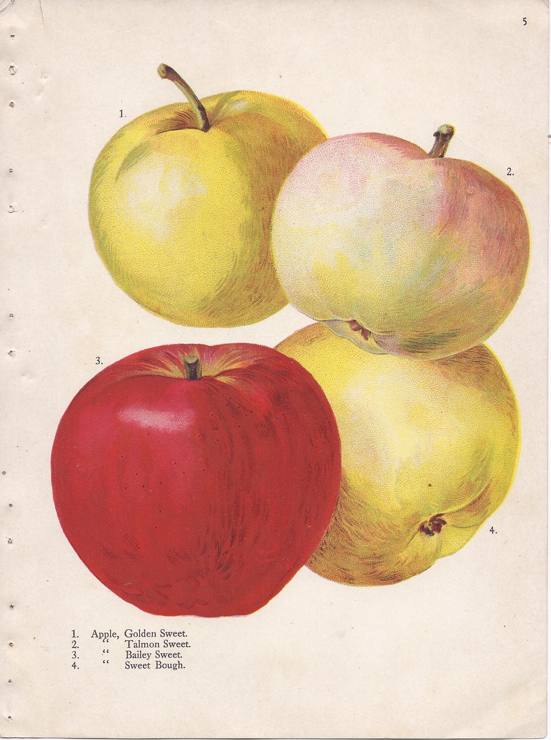 https://upload.wikimedia.org/wikipedia/commons/thumb/7/74/Page_5_apple_-_Golden_Sweet%2C_Talmon_Sweet%2C_Bailey_Sweet%2C_Sweet_Bough.tiff/lossy-page1-800px-Page_5_apple_-_Golden_Sweet%2C_Talmon_Sweet%2C_Bailey_Sweet%2C_Sweet_Bough.tiff.jpg