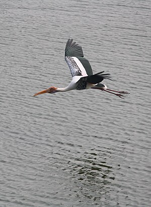 Painted Stork in flight