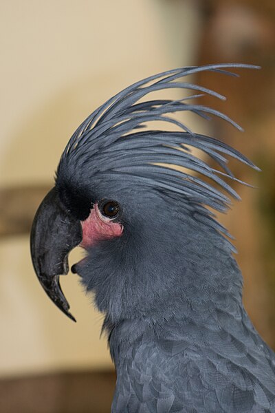 File:Palm Cockatoo (24506682294).jpg