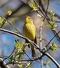 Thumbnail for File:Palm warbler in Green-Wood Cemetery (55619).jpg