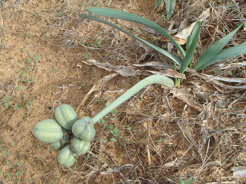 File:Pancratium maritimum c.JPG