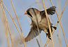 Bearded tit