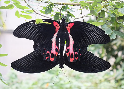 Two mating butterflies Papilio deiphobus rumanzovia, at Papiliorama in Kerzers, Switzerland.