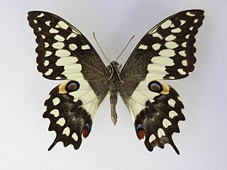 <i>Papilio morondavana</i> Species of butterfly