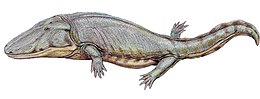 Rajz az ausztráliai Paracyclotosaurus davidiról
