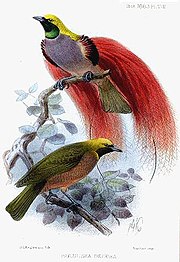Male Goldie's bird-of-paradise displays to a female Paradesia decora Keulemans.jpg
