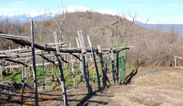 Paraj Auta close-up a vineyard.png