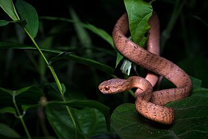 Pareas carinatus, Keeled slug-eating snake - Kaeng Krachan National Park (27526213491).jpg