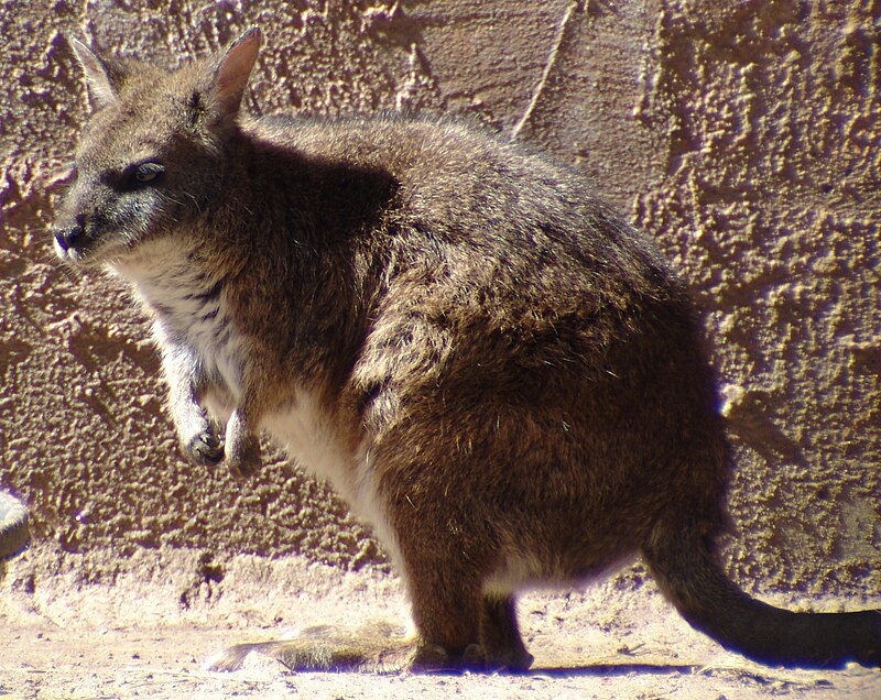 Parma Wallaby Macropus parma.jpg