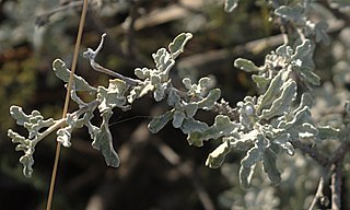 <i>Parthenium incanum</i> Species of flowering plant