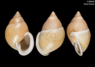 <i>Partula lutea</i> Extinct species of gastropod