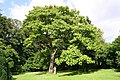 Paulownia tomentosa in the Mariemont park