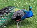 kék páva (Pavo cristatus)